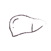 איור כבד דף ראשי