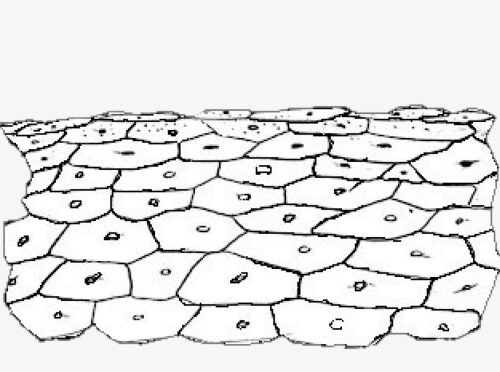 איור עור דף ראשי